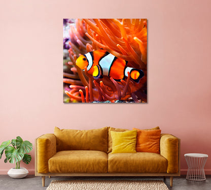 Clownfish in Anemone Canvas Print-Canvas Print-CetArt-1 panel-12x12 inches-CetArt