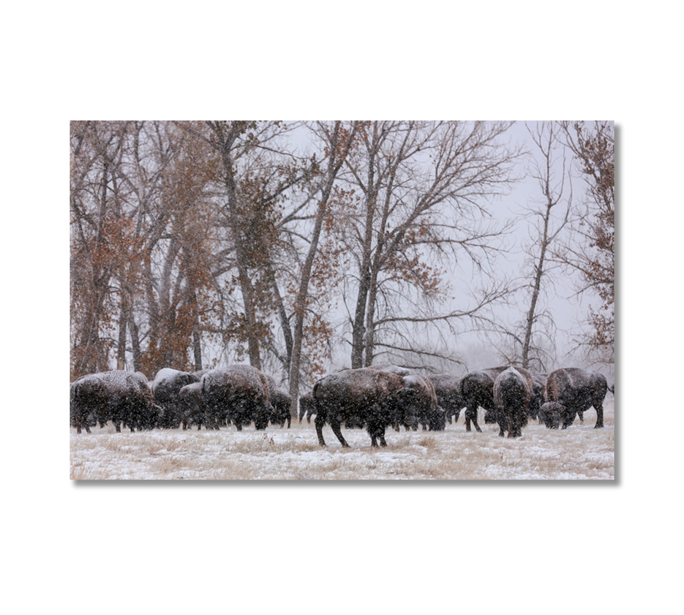 Herd of Bison in Snowfall Canvas Print-Canvas Print-CetArt-1 Panel-24x16 inches-CetArt