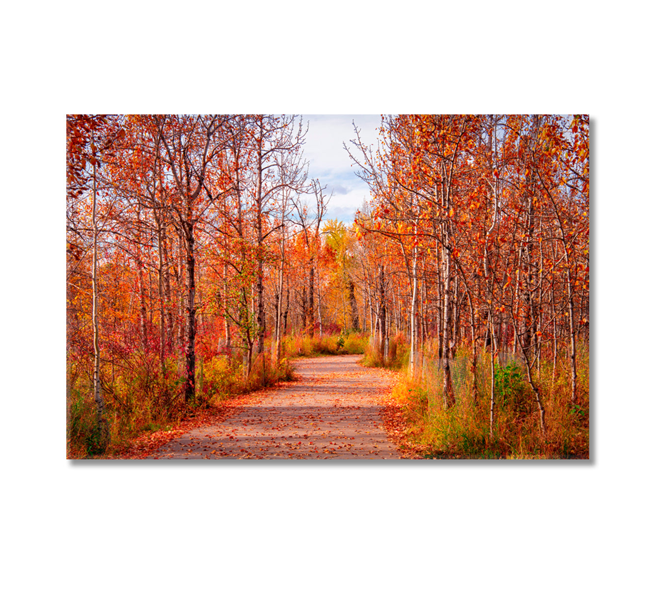 Beautiful Autumn Forest Alberta Canvas Print-Canvas Print-CetArt-1 Panel-24x16 inches-CetArt