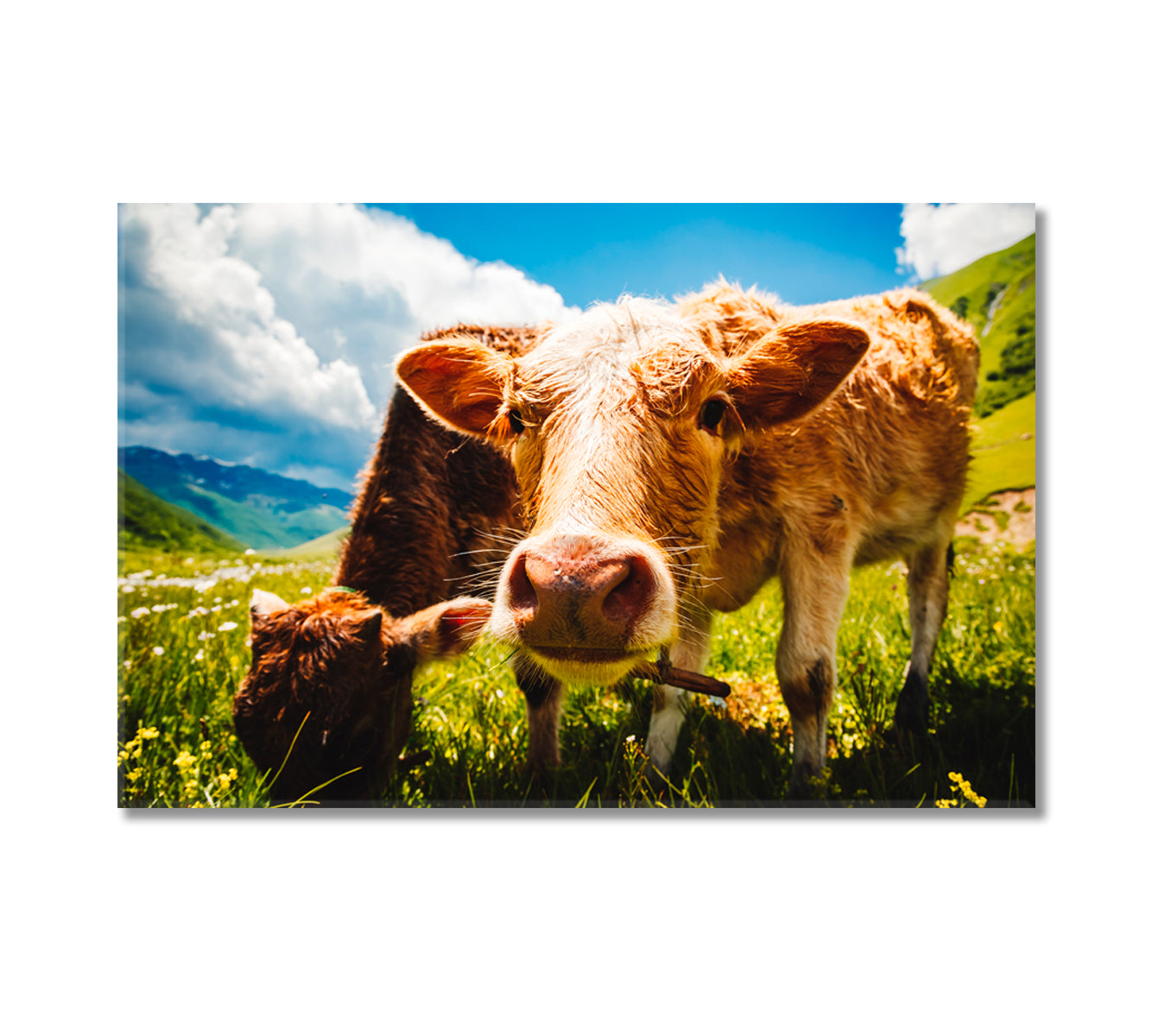 Cows Grazing on Alpine Meadow Canvas Print-Canvas Print-CetArt-1 Panel-24x16 inches-CetArt