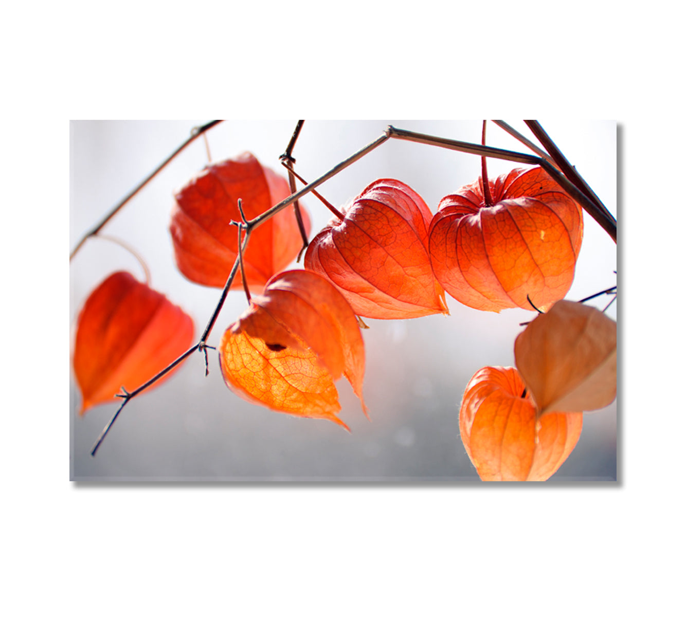 Dry Physalis Alkekengi Lanterns Canvas Print-Canvas Print-CetArt-1 Panel-24x16 inches-CetArt