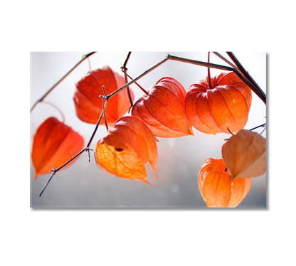 Dry Physalis Alkekengi Lanterns Canvas Print-Canvas Print-CetArt-1 Panel-24x16 inches-CetArt