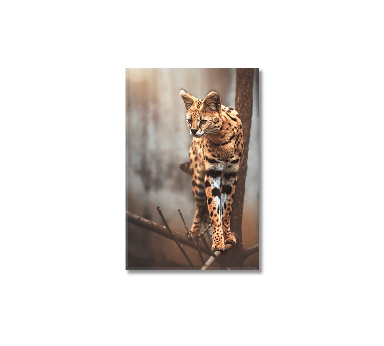 Lovely Serval Canvas Print-Canvas Print-CetArt-1 panel-16x24 inches-CetArt