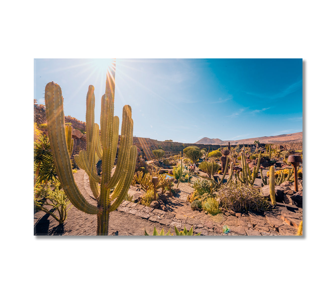 Cactus Garden Lanzarote Canary Islands Spain Canvas Print-Canvas Print-CetArt-1 Panel-24x16 inches-CetArt