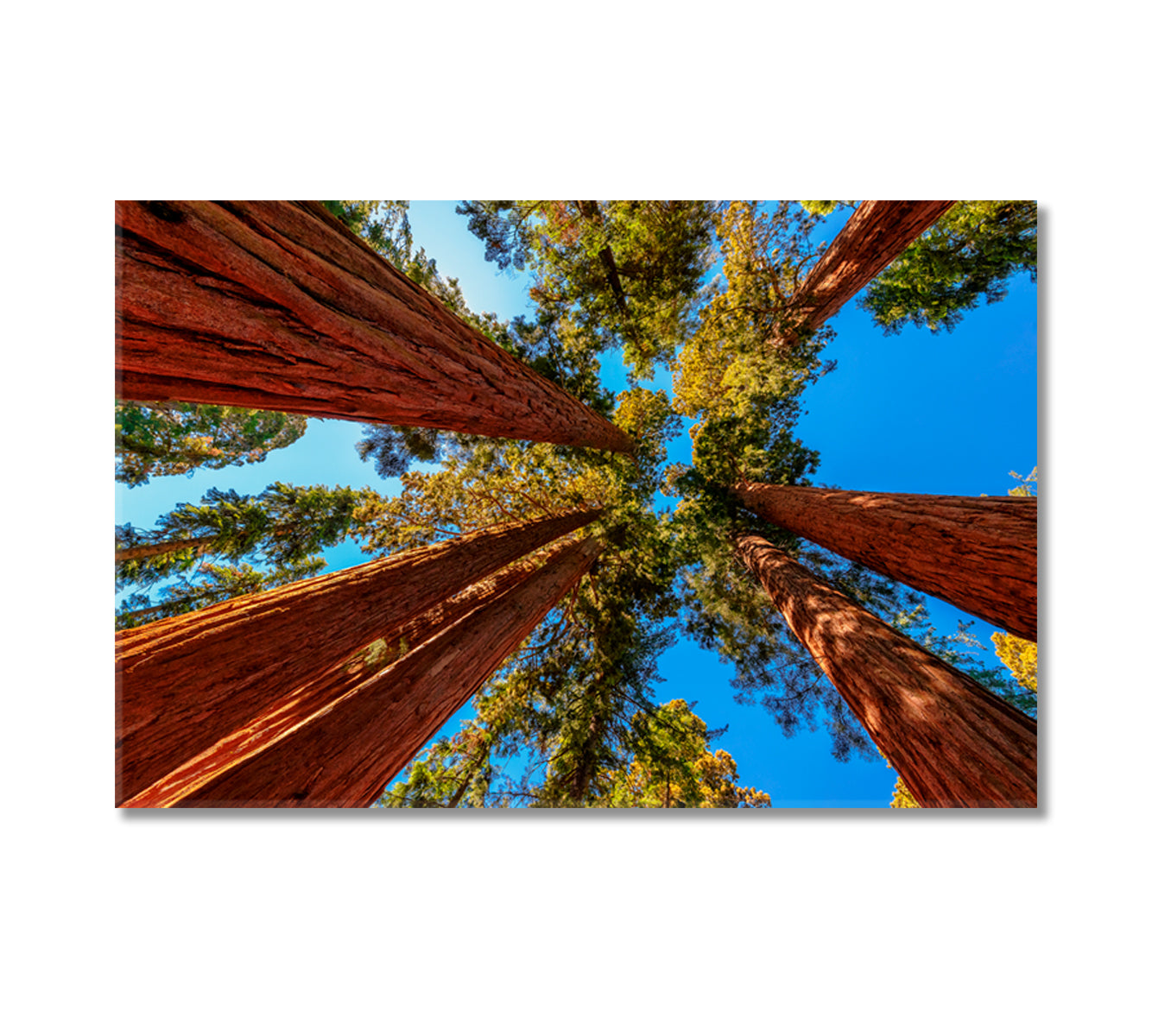 Tall Sequoia Trees Canvas Print-Canvas Print-CetArt-1 Panel-24x16 inches-CetArt