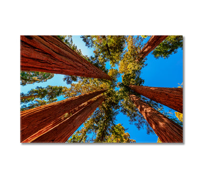 Tall Sequoia Trees Canvas Print-Canvas Print-CetArt-1 Panel-24x16 inches-CetArt