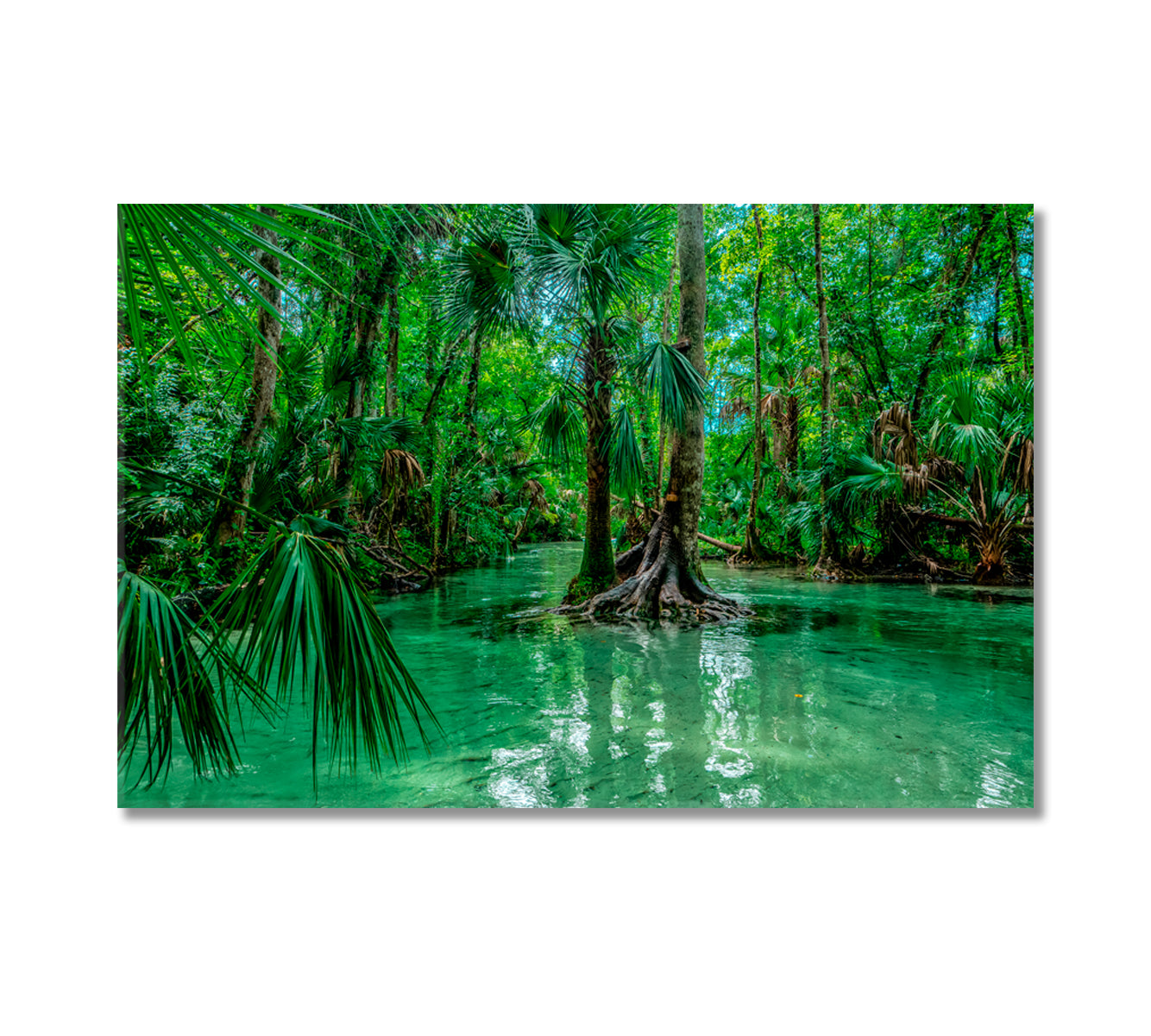 Kelly Park Trees Florida Canvas Print-Canvas Print-CetArt-1 Panel-24x16 inches-CetArt