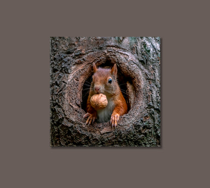 Red Squirrel in Tree Hollow With Walnut Canvas Print-Canvas Print-CetArt-1 panel-12x12 inches-CetArt