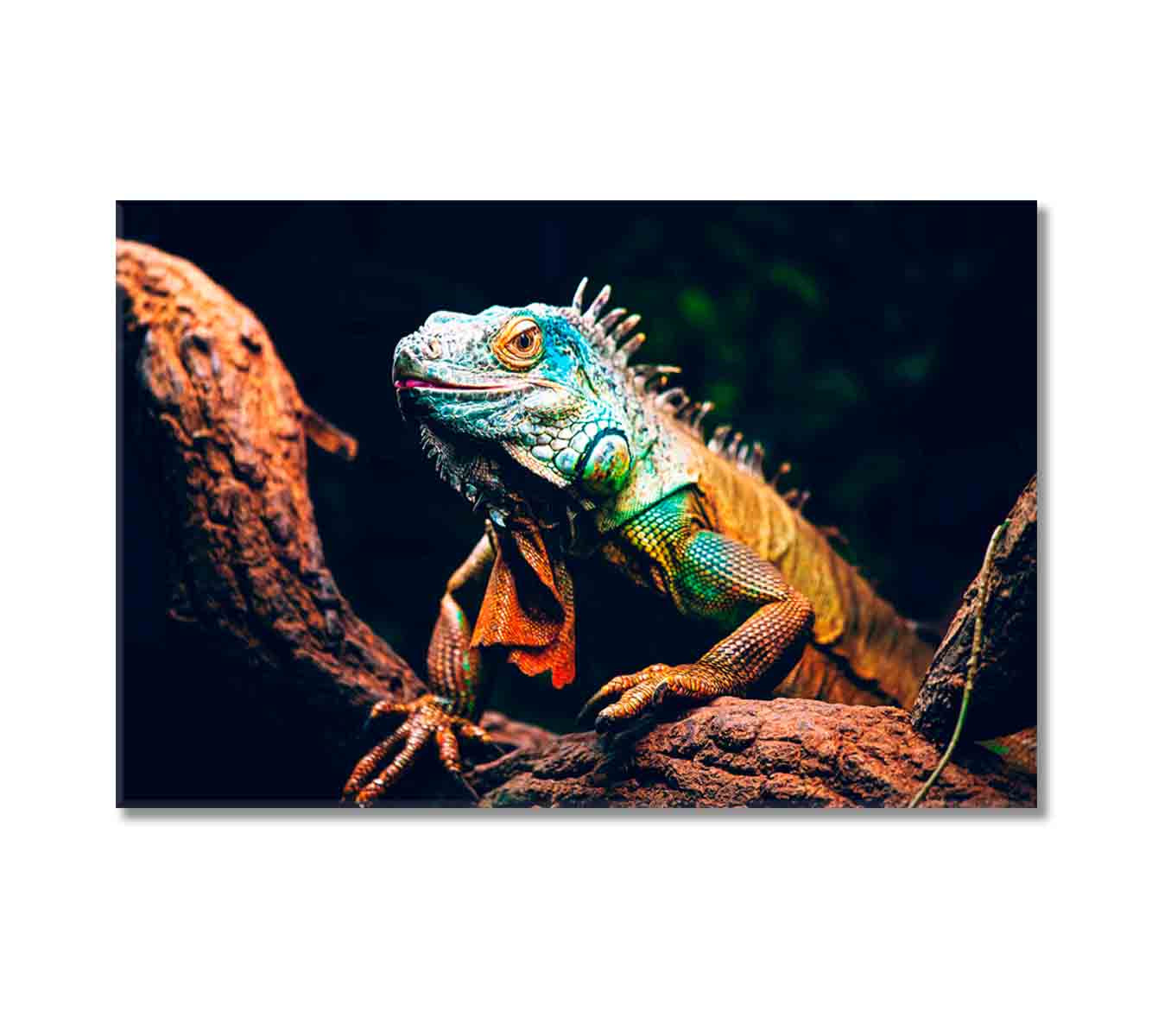 Iguana Canvas Print-Canvas Print-CetArt-1 Panel-24x16 inches-CetArt