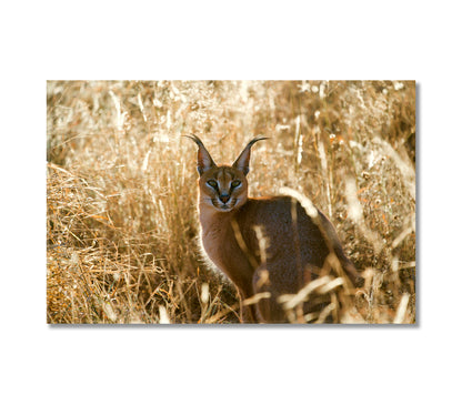 Caracal African Lynx Canvas Print-Canvas Print-CetArt-1 Panel-24x16 inches-CetArt