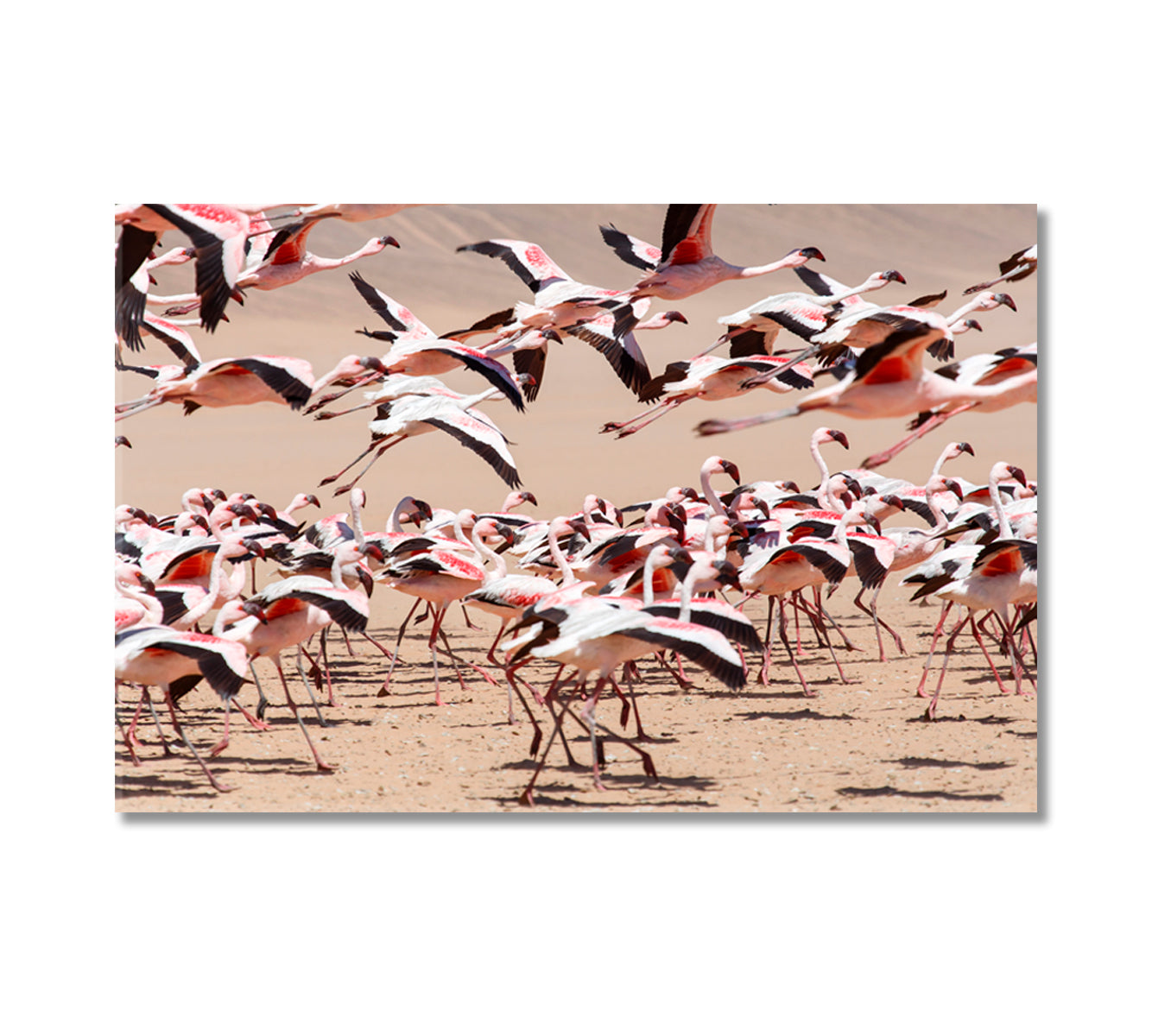 Flamingo Bird Namibia Africa Canvas Print-Canvas Print-CetArt-1 Panel-24x16 inches-CetArt