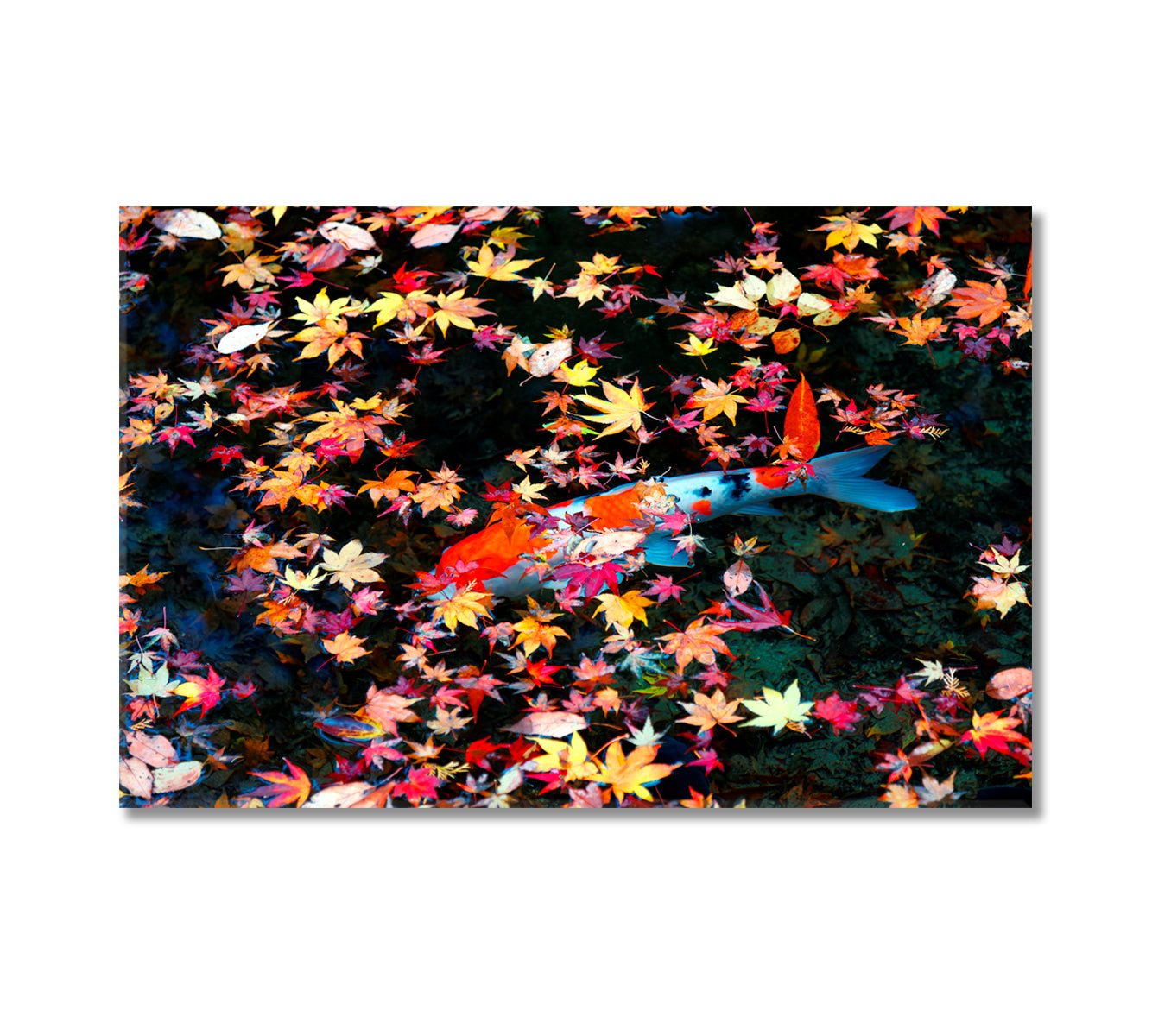 Koi Fish Fancy Carp in Pond with Maple Leaves Canvas Print-Canvas Print-CetArt-1 Panel-24x16 inches-CetArt