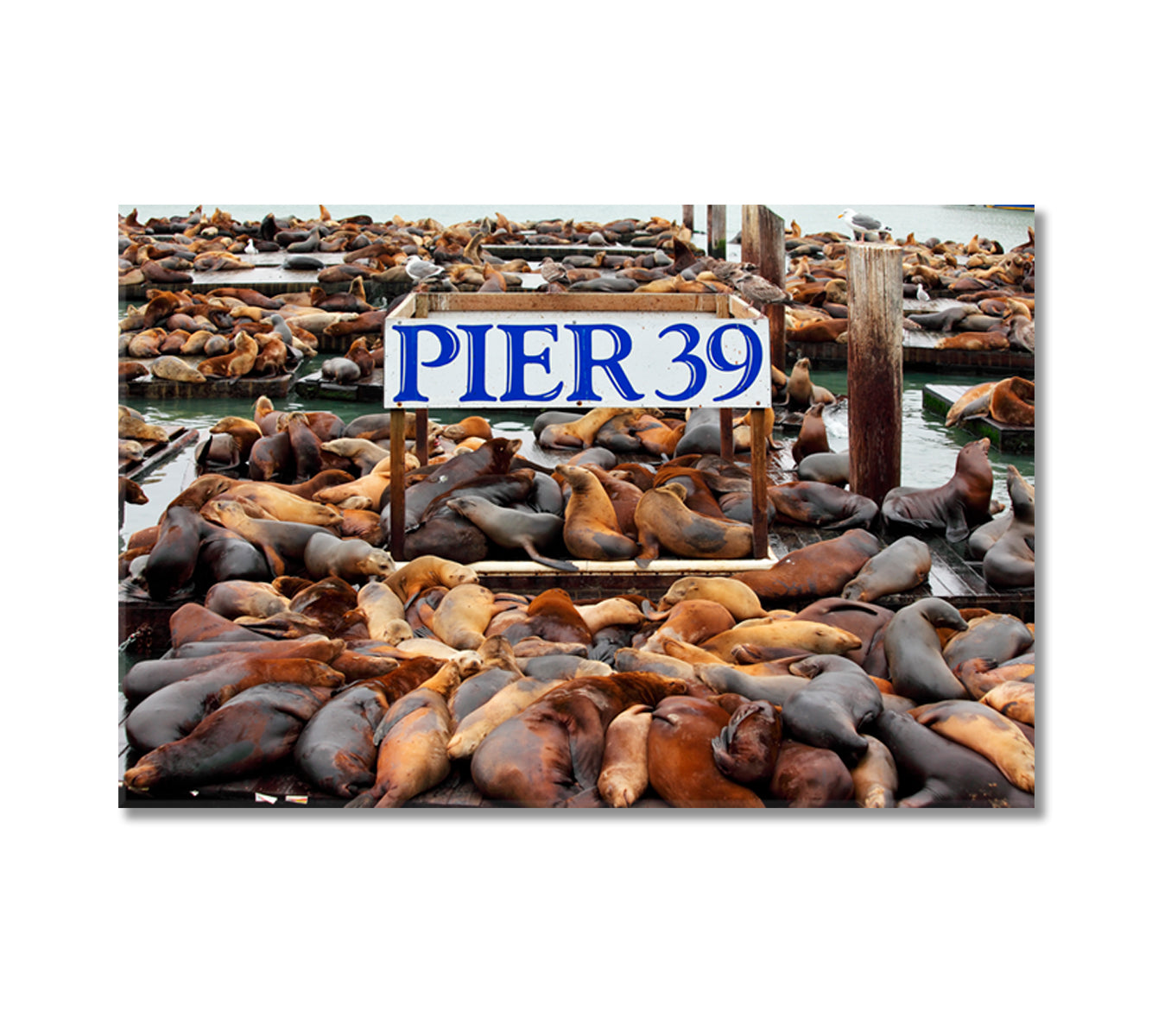 Pier 39 with Sea Lions San Francisco Canvas Print-Canvas Print-CetArt-1 Panel-24x16 inches-CetArt