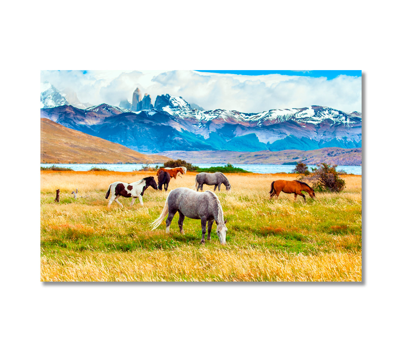 Herd of Wild Horses in Torres del Paine Park in Chile Canvas Print-Canvas Print-CetArt-1 Panel-24x16 inches-CetArt