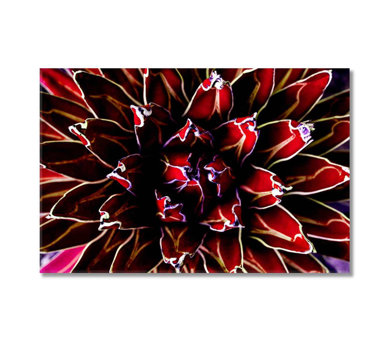 Purple Agave Cactus Canvas Print-Canvas Print-CetArt-1 Panel-24x16 inches-CetArt