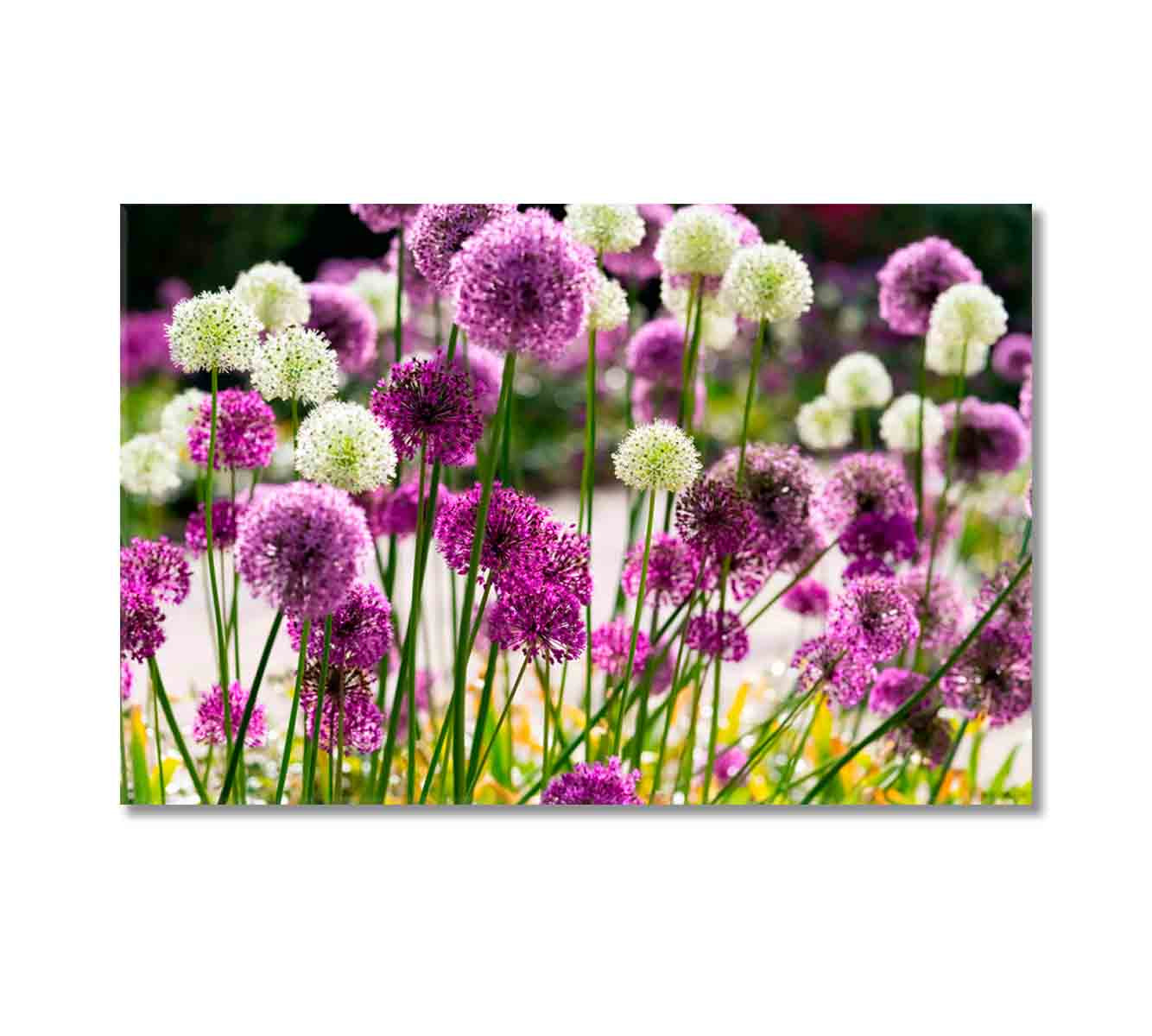 Beautiful Allium Bloom Canvas Print-Canvas Print-CetArt-1 Panel-24x16 inches-CetArt