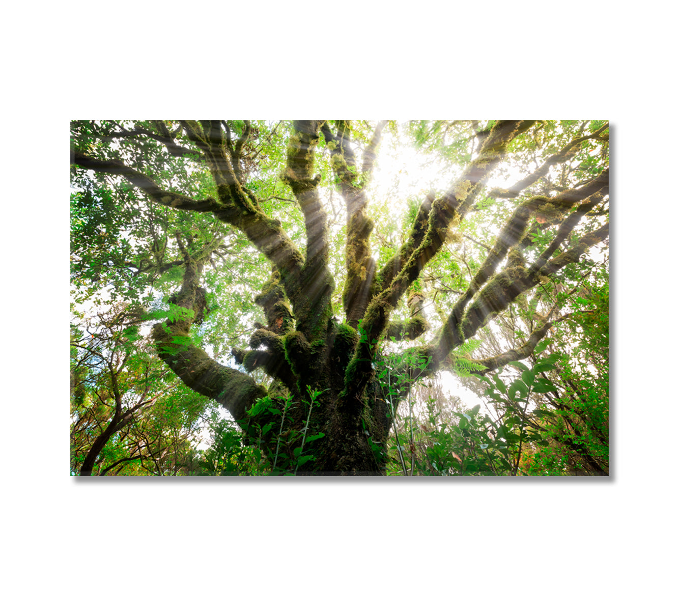 Laurissilva Forest Laurel Forest Madeira Canvas Print-Canvas Print-CetArt-1 Panel-24x16 inches-CetArt