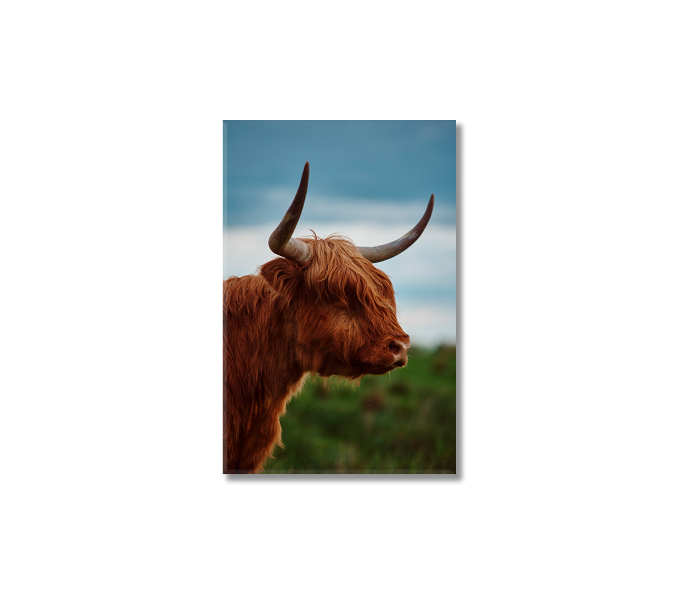 Highland Cow Portrait Canvas Print-Canvas Print-CetArt-1 panel-16x24 inches-CetArt