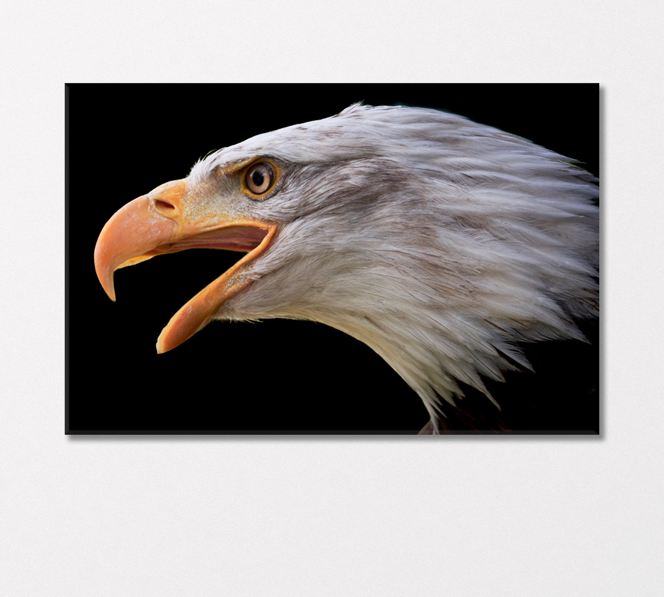 Portrait of Bald Eagle Canvas Print-Canvas Print-CetArt-1 Panel-24x16 inches-CetArt