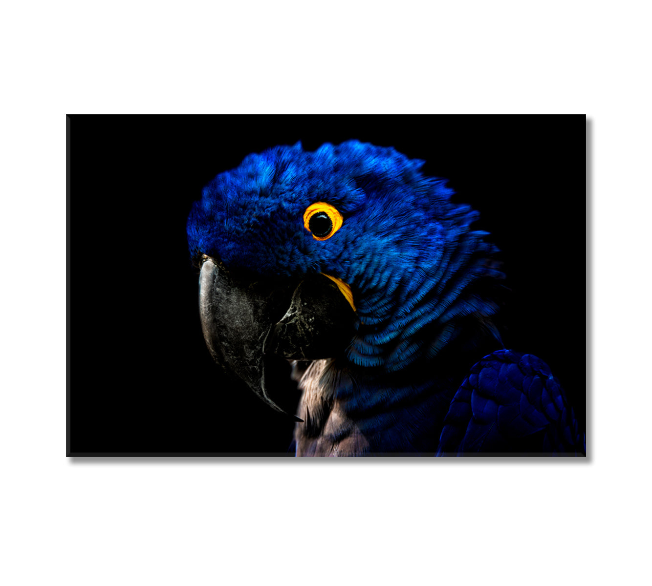 Hyacinth Macaw Parrot Canvas Print-Canvas Print-CetArt-1 Panel-24x16 inches-CetArt