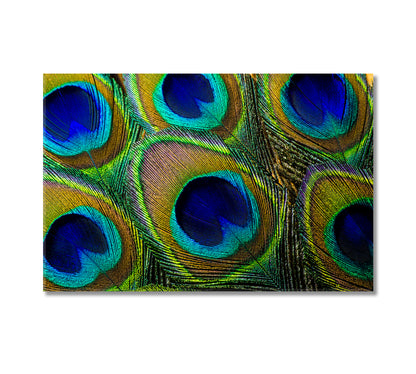 Colorful Peacock Feathers Canvas Print-Canvas Print-CetArt-1 Panel-24x16 inches-CetArt