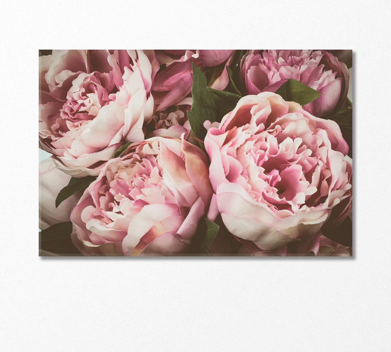 Delicate Peonies Canvas Print-Canvas Print-CetArt-1 Panel-24x16 inches-CetArt