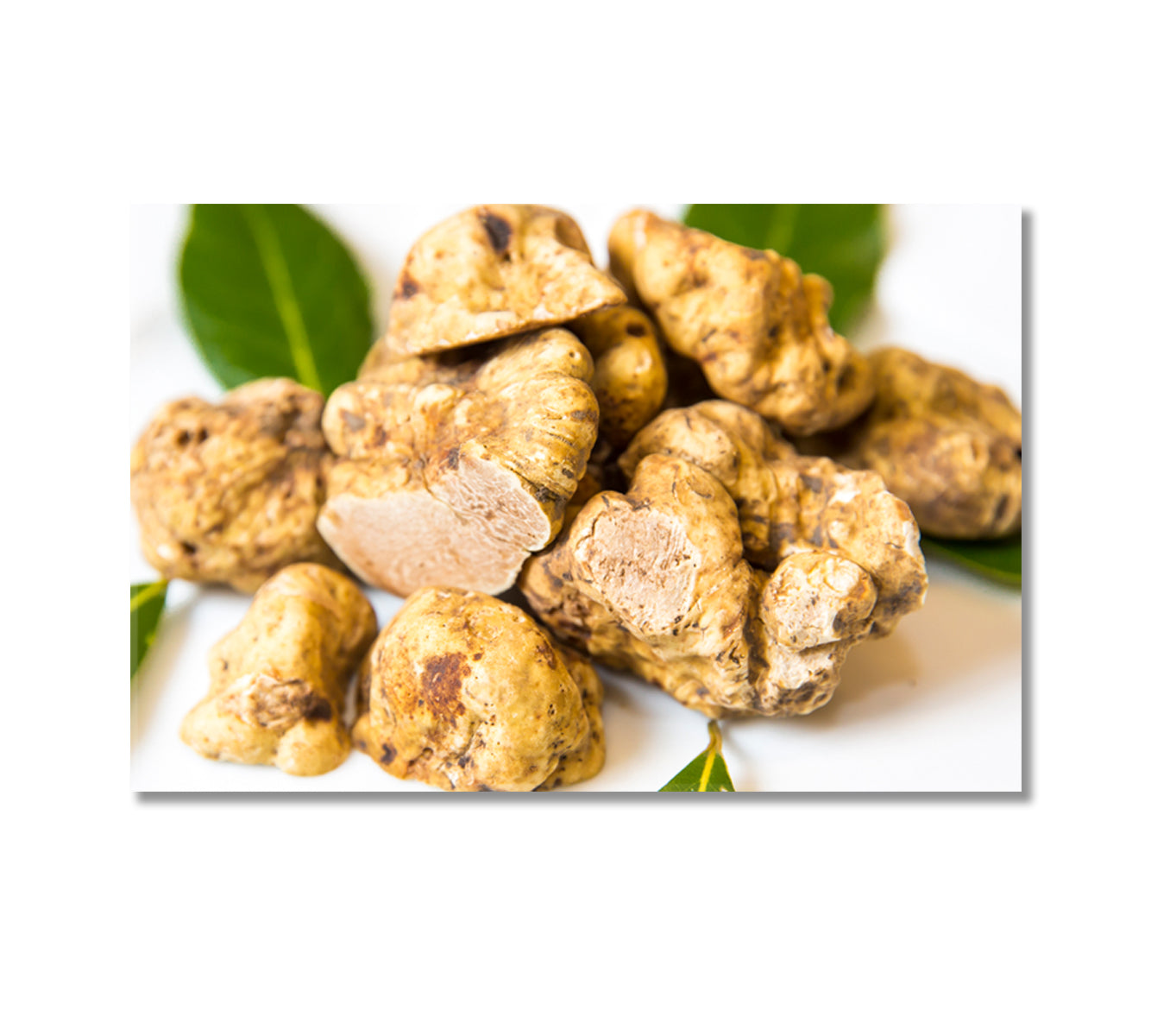 White Truffles Canvas Print-Canvas Print-CetArt-1 Panel-24x16 inches-CetArt