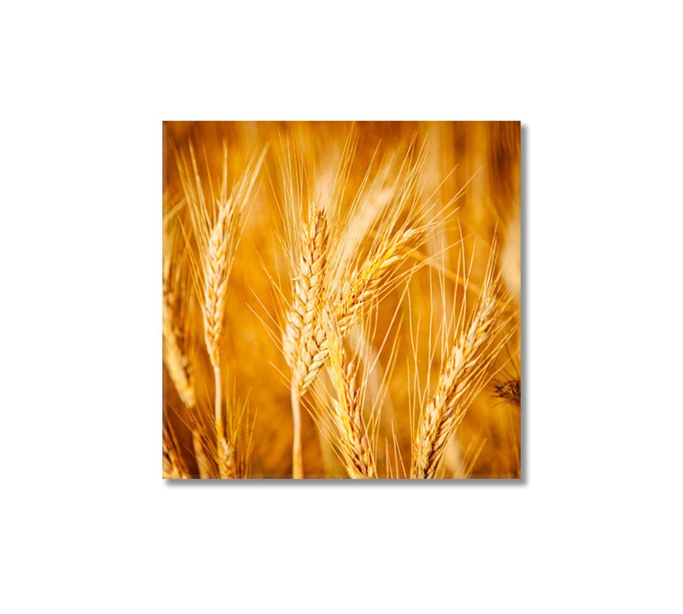 Golden Wheat Field Canvas Print-Canvas Print-CetArt-1 panel-12x12 inches-CetArt