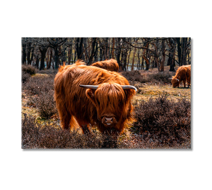 Highland Cattle Grazing Canvas Print-Canvas Print-CetArt-1 Panel-24x16 inches-CetArt