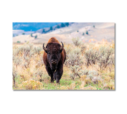 American Bison in Natural Habitat Canvas Print-Canvas Print-CetArt-1 Panel-24x16 inches-CetArt