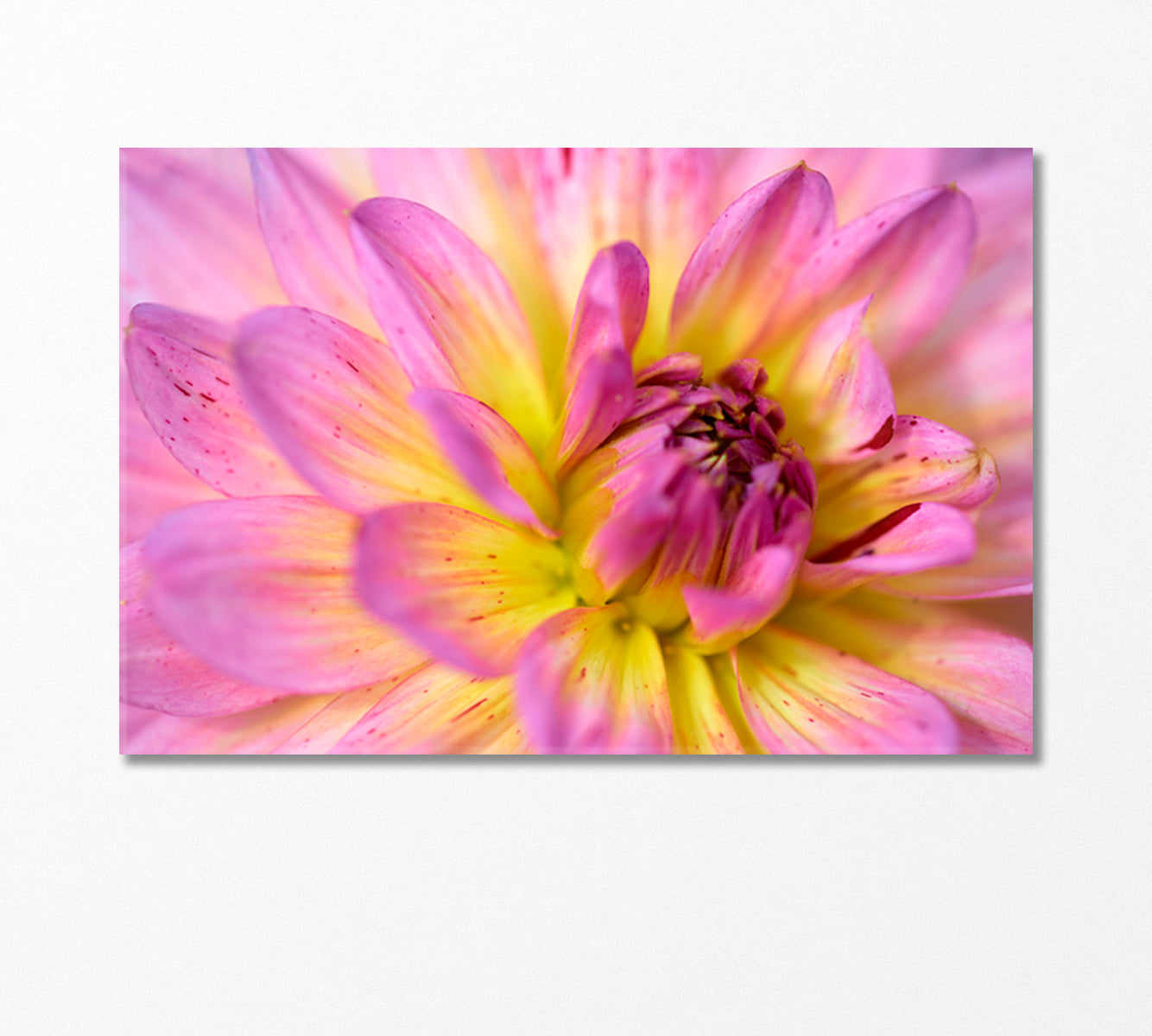 Dahlia Flower Canvas Print-Canvas Print-CetArt-1 Panel-24x16 inches-CetArt