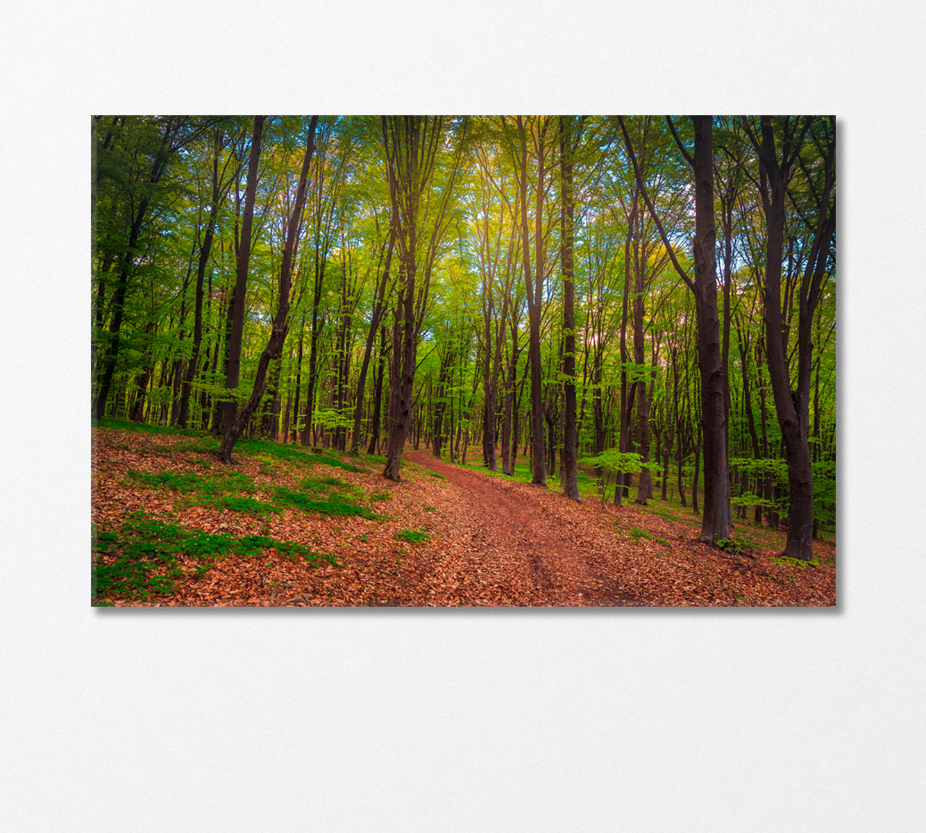 Spring Forest Landscape Canvas Print-Canvas Print-CetArt-1 Panel-24x16 inches-CetArt