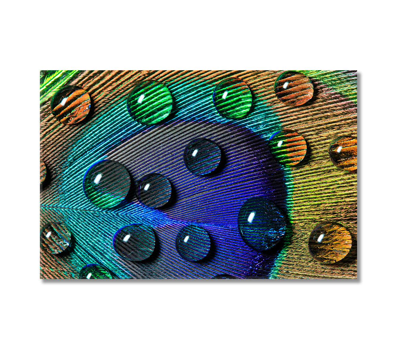 Peacock Feather with Drops Canvas Print-Canvas Print-CetArt-1 Panel-24x16 inches-CetArt