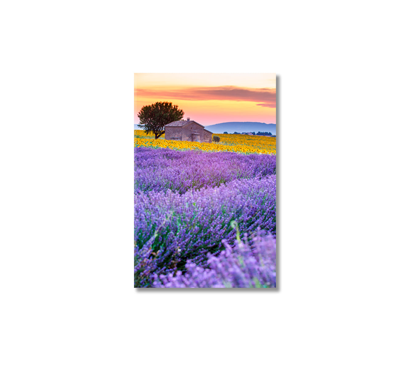 Valensole Plateau with Lavender Fields France Canvas Print-Canvas Print-CetArt-1 panel-16x24 inches-CetArt