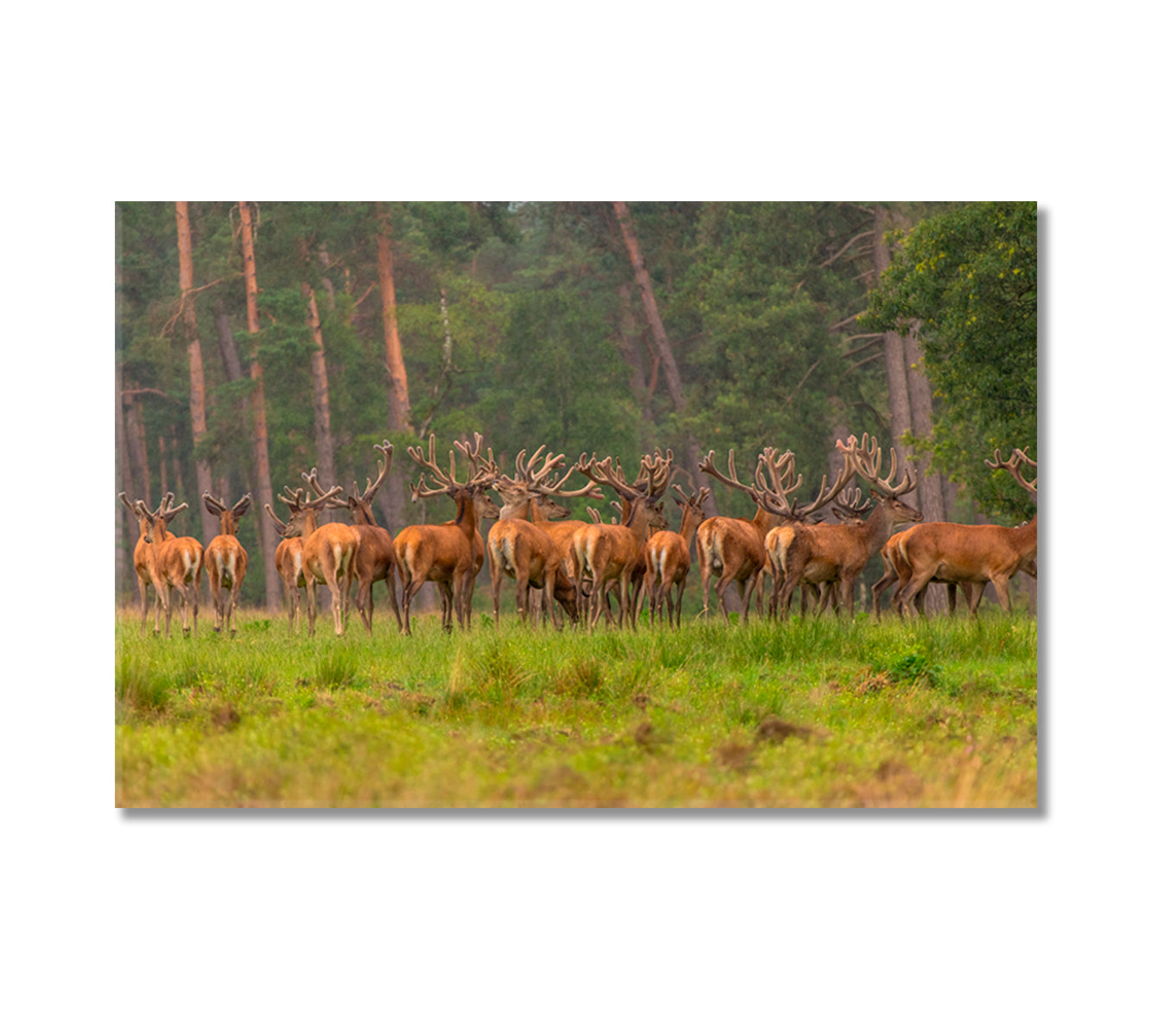 Group of Red Deers in Forest Canvas Print-Canvas Print-CetArt-1 Panel-24x16 inches-CetArt