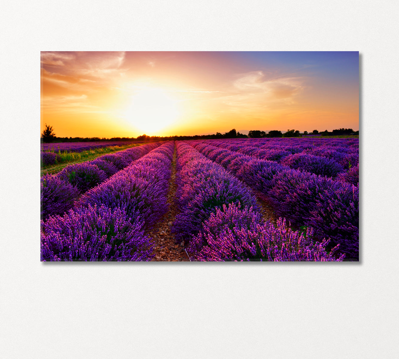 Lavender Field at Sunset Provence France Canvas Print-Canvas Print-CetArt-1 Panel-24x16 inches-CetArt