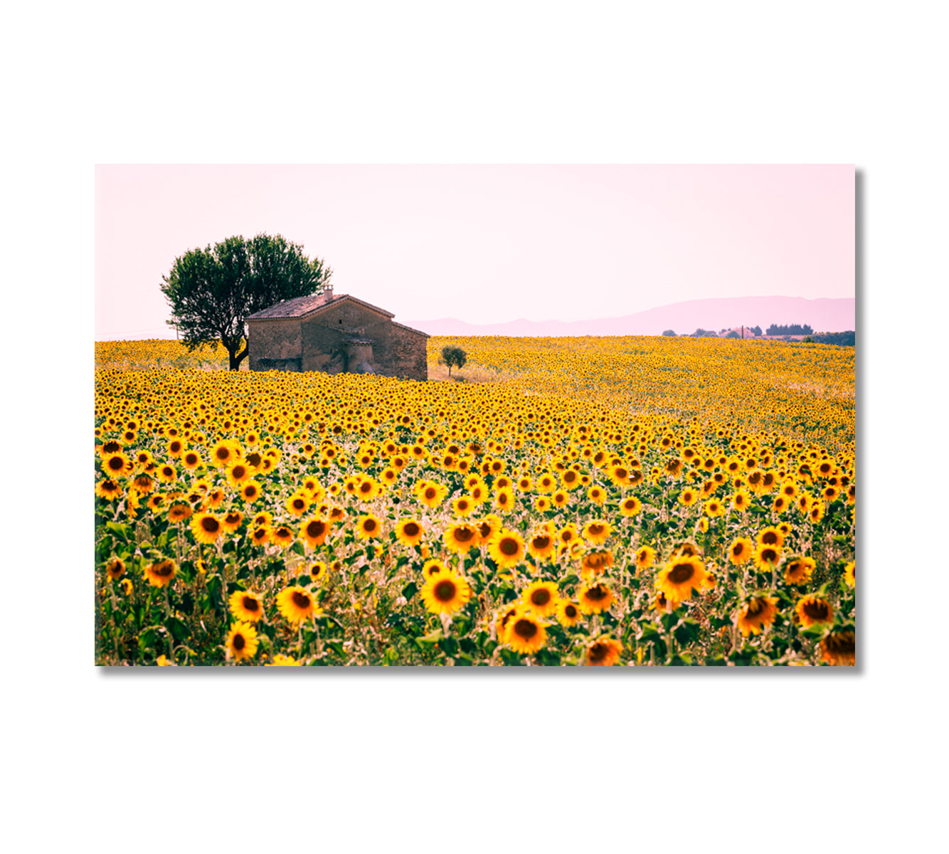 Valensole Plateau with Sunflowers Field Provence France Canvas Print-Canvas Print-CetArt-1 Panel-24x16 inches-CetArt