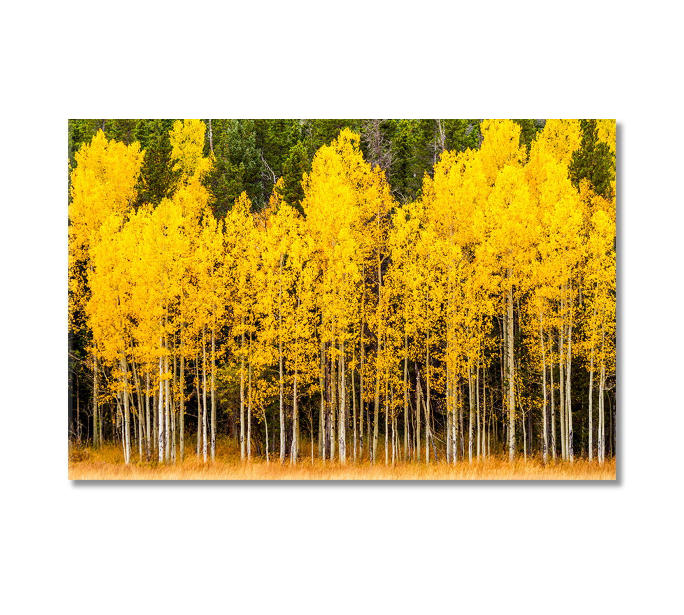 Yellow Aspen Tree in Mountains of Colorado Canvas Print-Canvas Print-CetArt-1 Panel-24x16 inches-CetArt