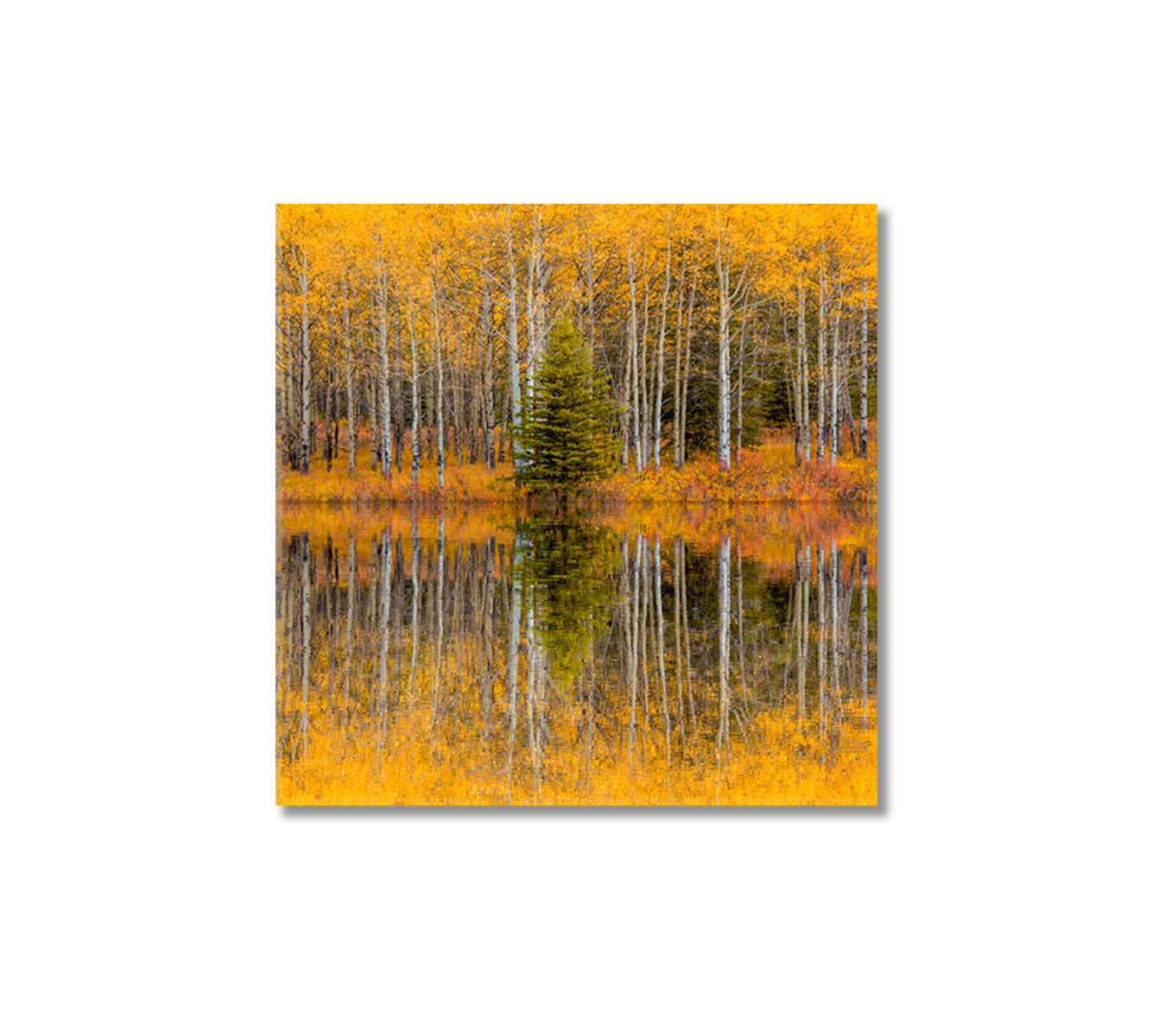 Beautiful Autumn Trees Forest Reflections Canvas Print-Canvas Print-CetArt-1 panel-12x12 inches-CetArt