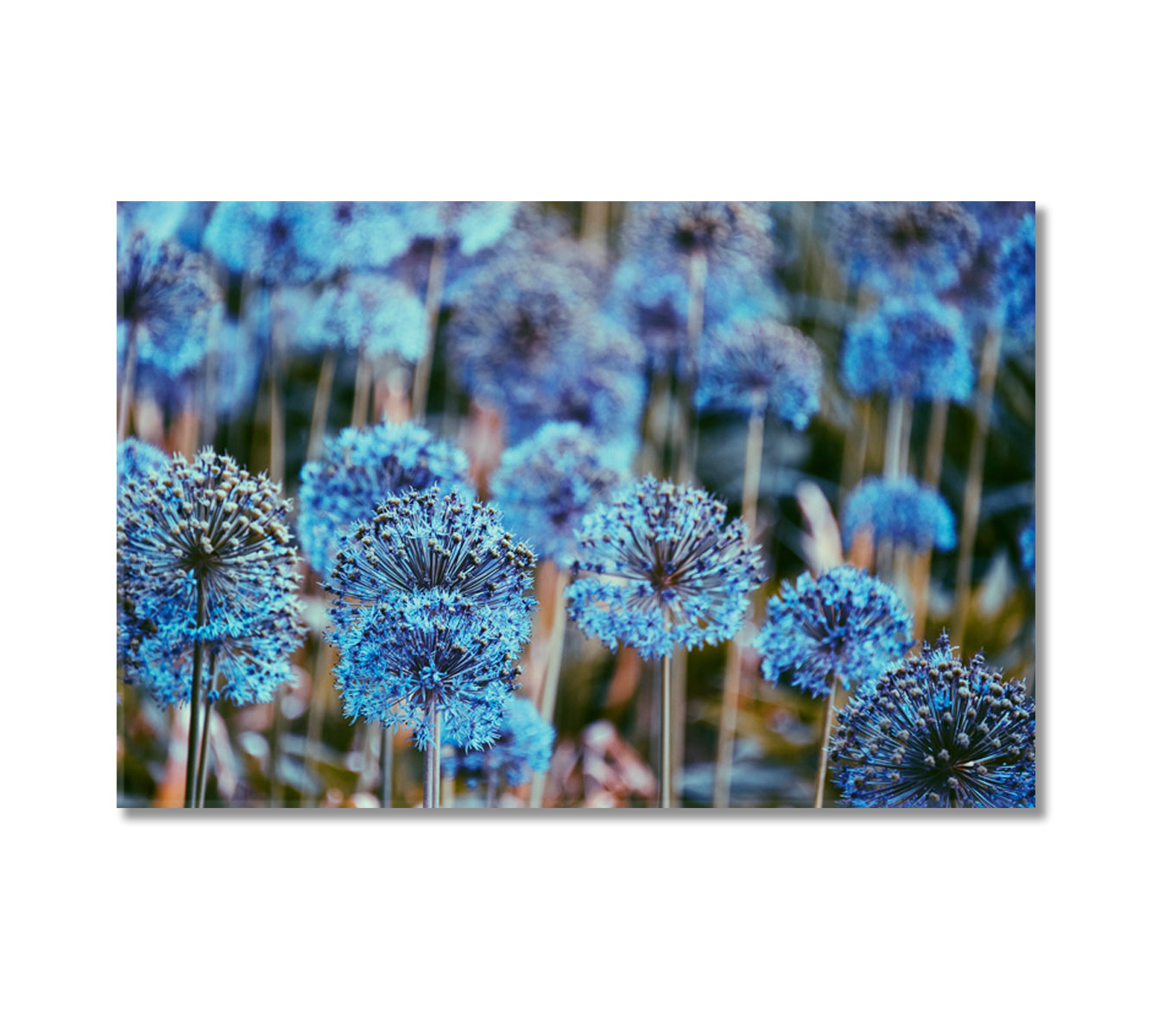 Alliums Flowers Canvas Print-Canvas Print-CetArt-1 Panel-24x16 inches-CetArt