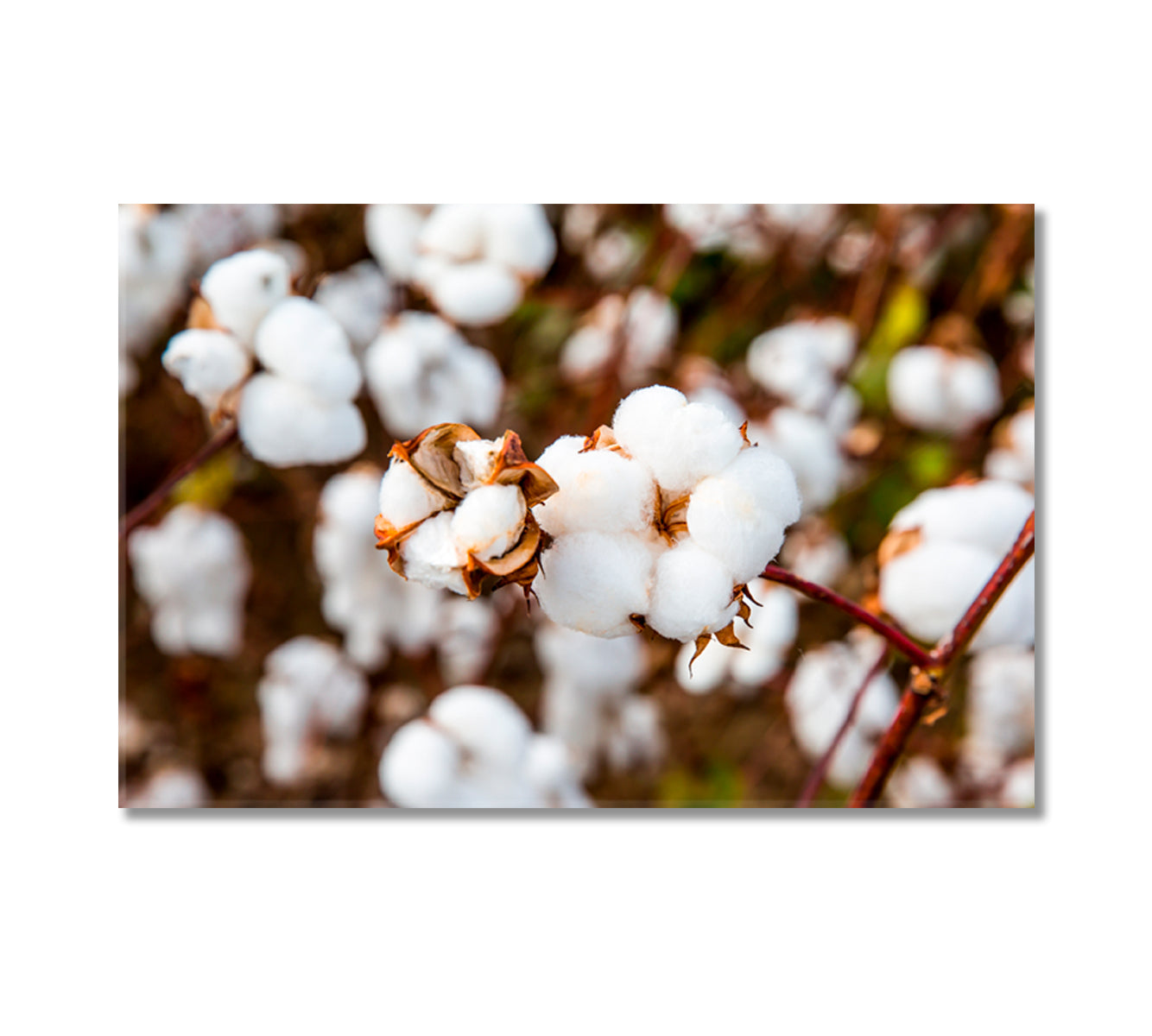 Cotton Branches Canvas Print-Canvas Print-CetArt-1 Panel-24x16 inches-CetArt