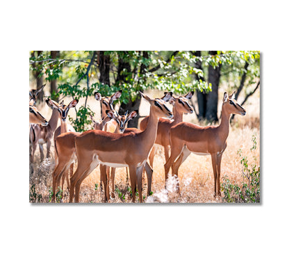 Herd of Impala in Forest Etosha National Park Namibia Africa Canvas Print-Canvas Print-CetArt-1 Panel-24x16 inches-CetArt