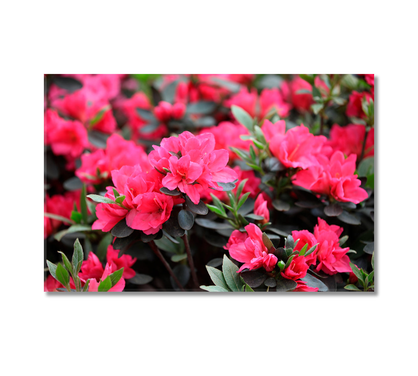 Azaleas Flowers Blooming in Spring Canvas Print-Canvas Print-CetArt-1 Panel-24x16 inches-CetArt