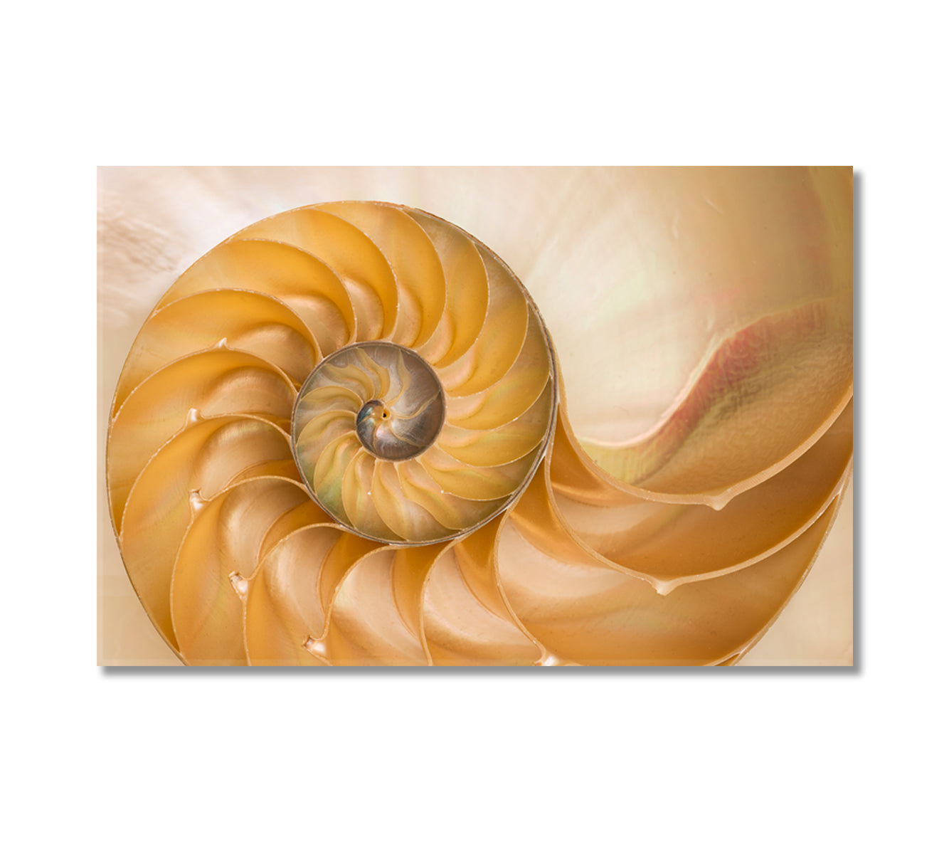 Nautilus Seashell Canvas Print-Canvas Print-CetArt-1 Panel-24x16 inches-CetArt