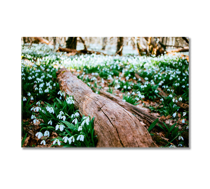 Snowdrops in Forest Canvas Print-Canvas Print-CetArt-1 Panel-24x16 inches-CetArt