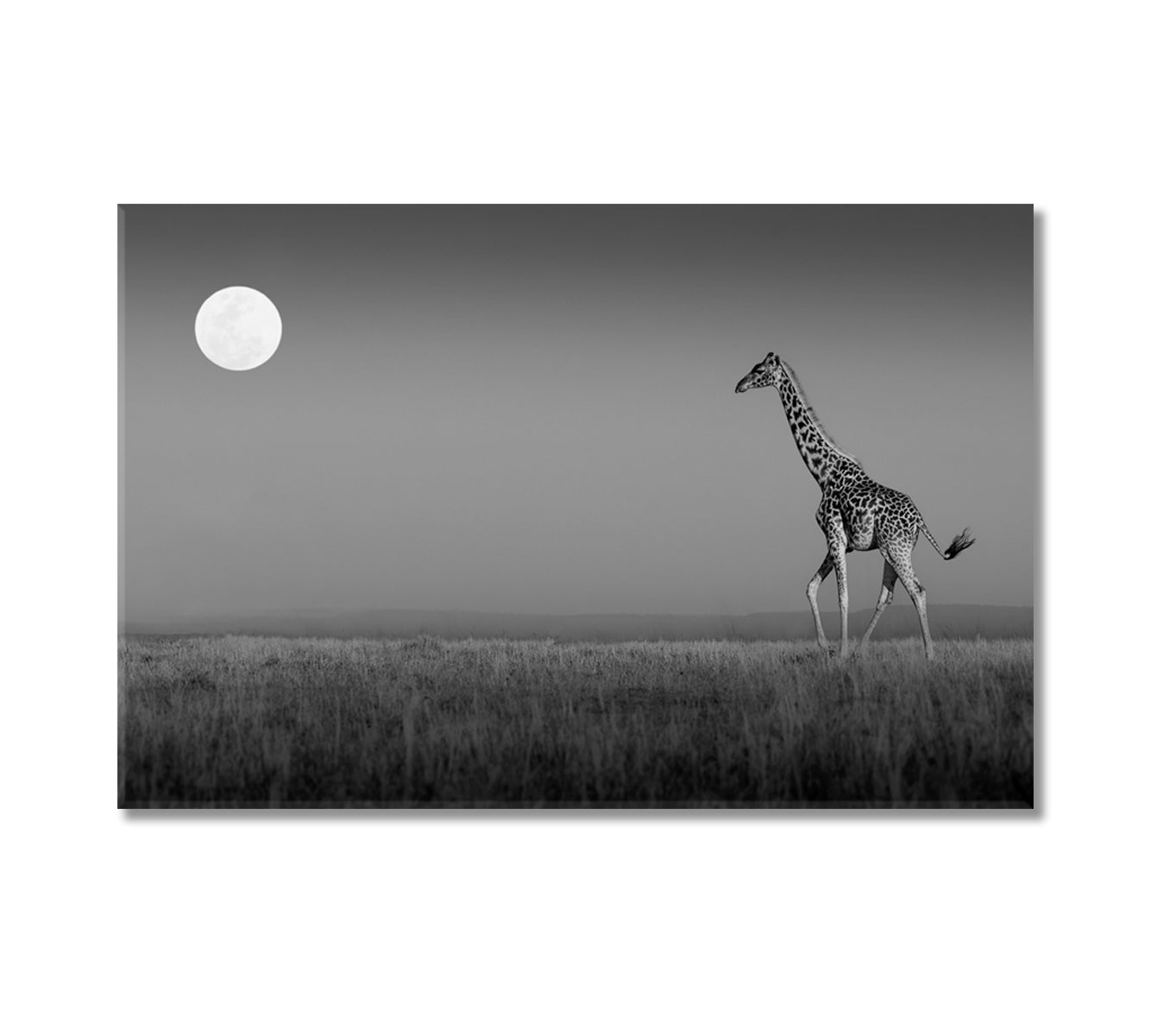 Giraffe in Masai Mara Black and White Canvas Print-Canvas Print-CetArt-1 Panel-24x16 inches-CetArt