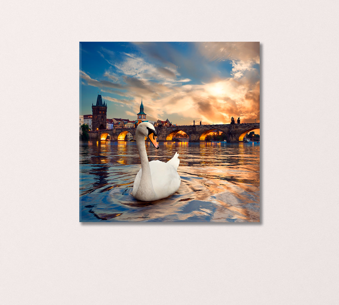 Swan in Vltava River in Prague Canvas Print-Canvas Print-CetArt-1 panel-12x12 inches-CetArt