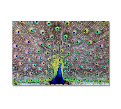 Peacock Showing Off His Tail Feathers Canvas Print-Canvas Print-CetArt-1 Panel-24x16 inches-CetArt