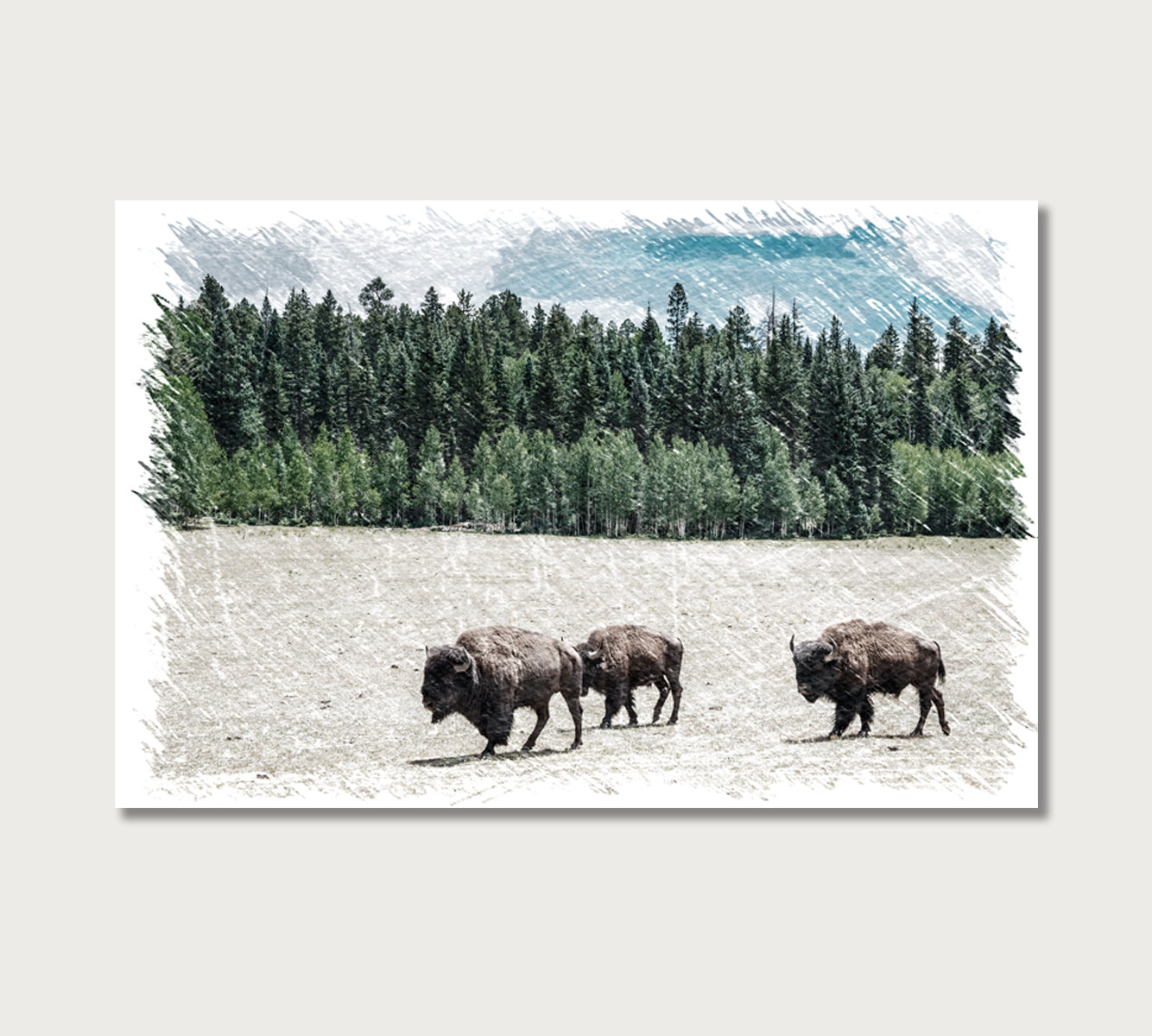 Herd of American Bison Grand Canyon National Park Arizona USA Canvas Print-Canvas Print-CetArt-1 Panel-24x16 inches-CetArt