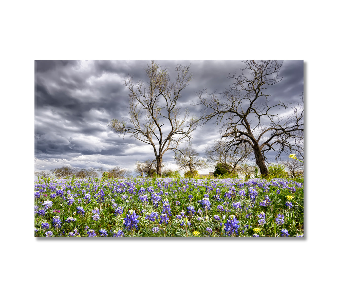 Bluebonnets Field Texas Canvas Print-Canvas Print-CetArt-1 Panel-24x16 inches-CetArt